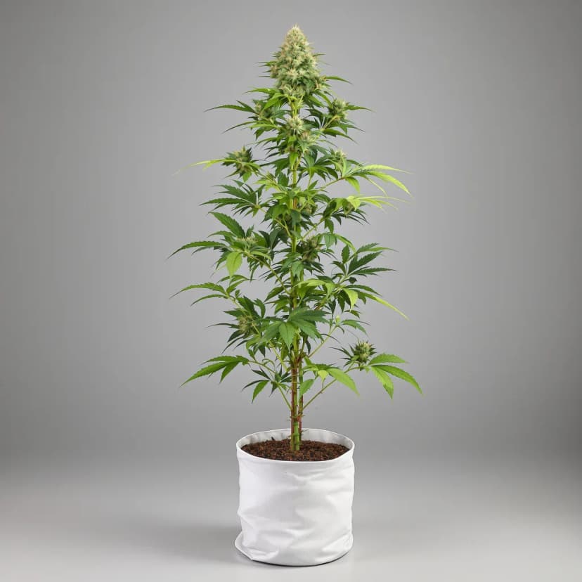 French Cookies feminized cannabis plant