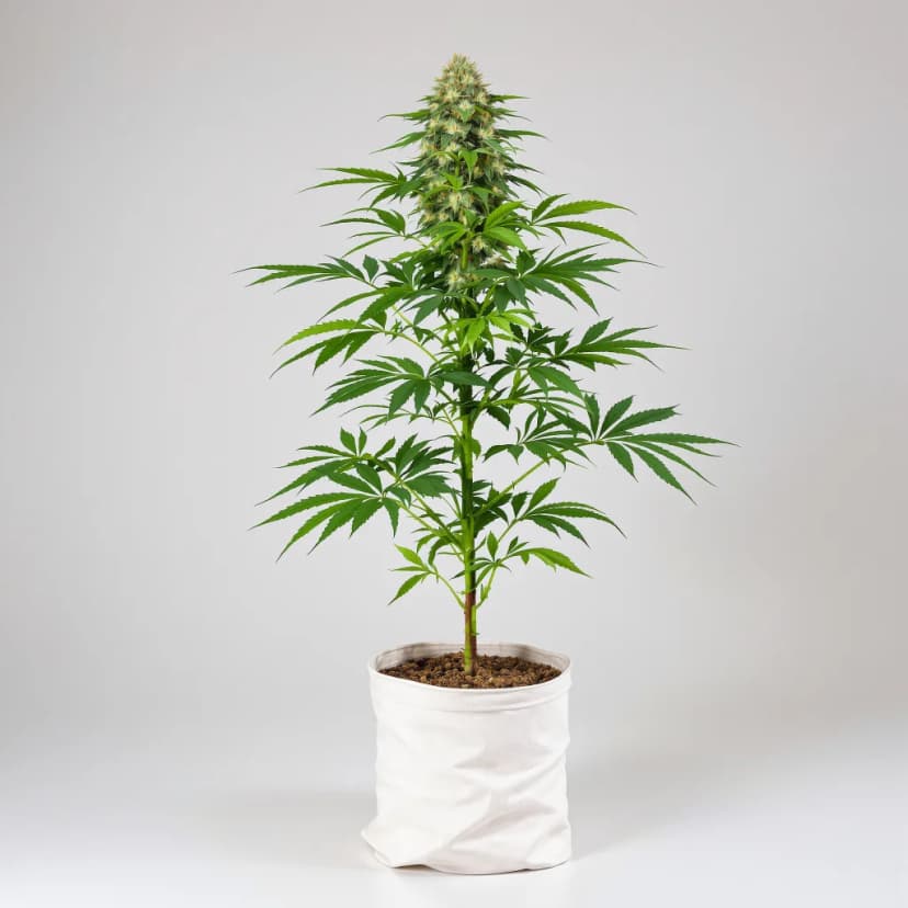 Fresh Cookies feminized cannabis plant