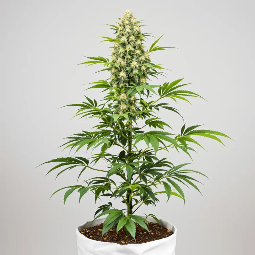 Fresh Powder feminized cannabis plant