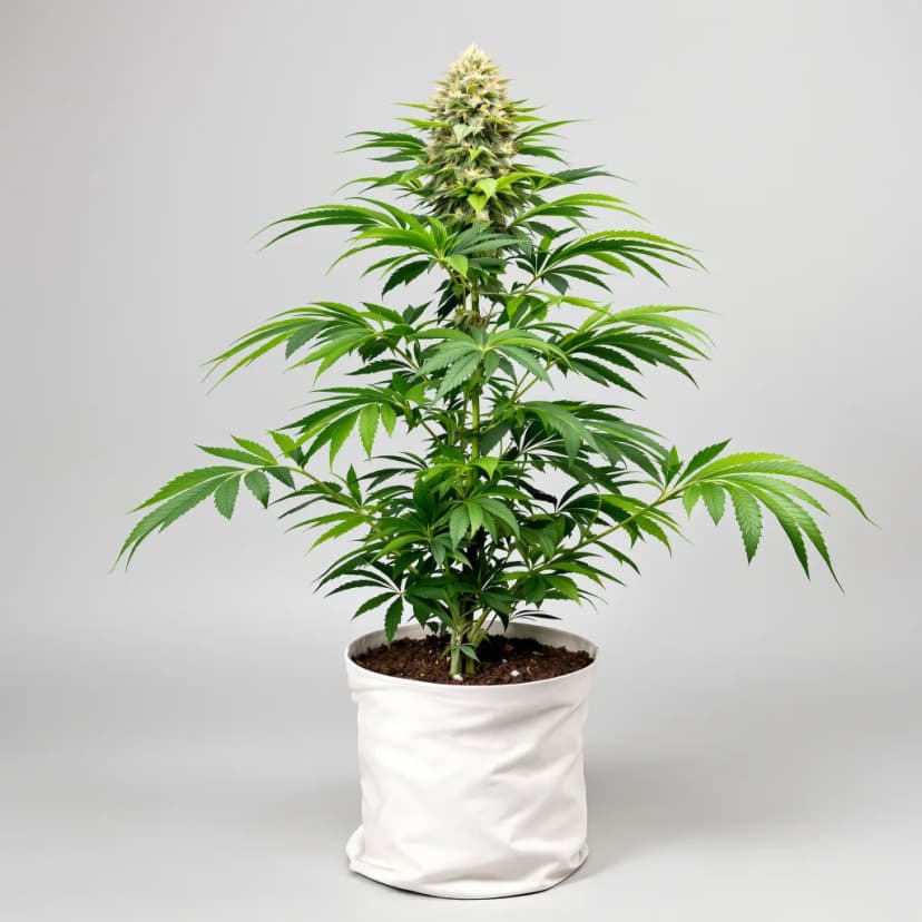 Frida feminized cannabis plant