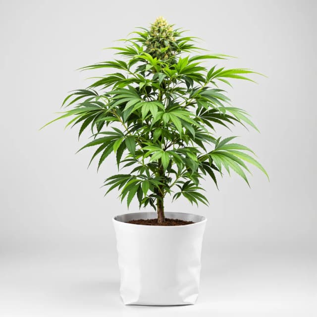 Fruit cannabis seeds packaging, Royal King Seeds USA