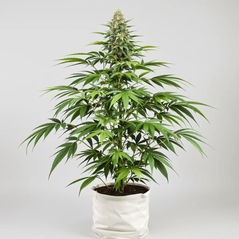 Fruity Widow autoflower cannabis plant