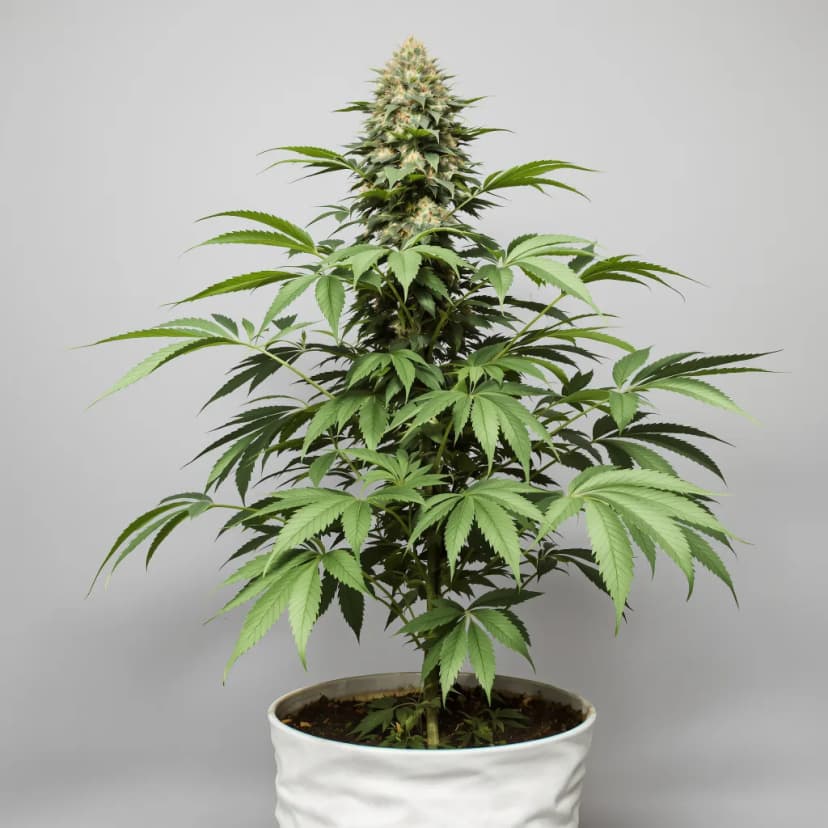 Fruity Widow feminized cannabis plant