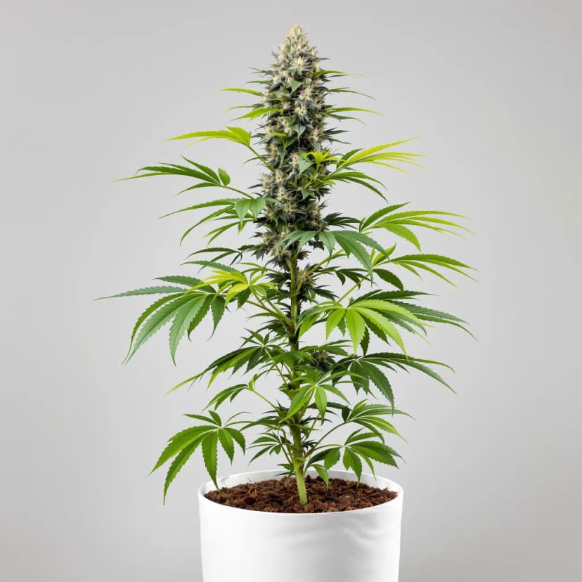 Fruitylicious autoflower cannabis plant