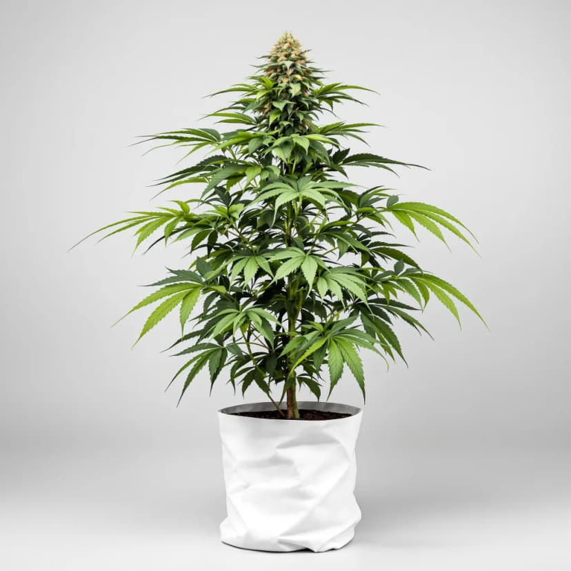 Fruitylicious feminized cannabis plant