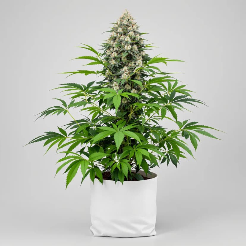 Fucking Incredible autoflower cannabis plant