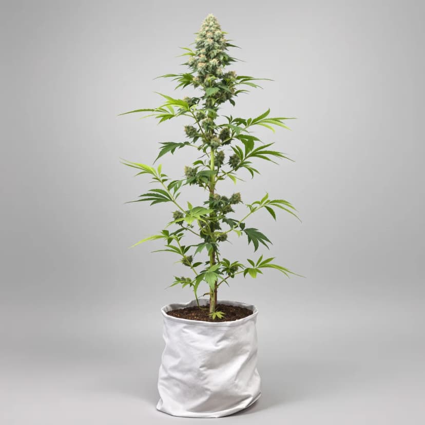 G.O.A.T Mixpack feminized cannabis plant