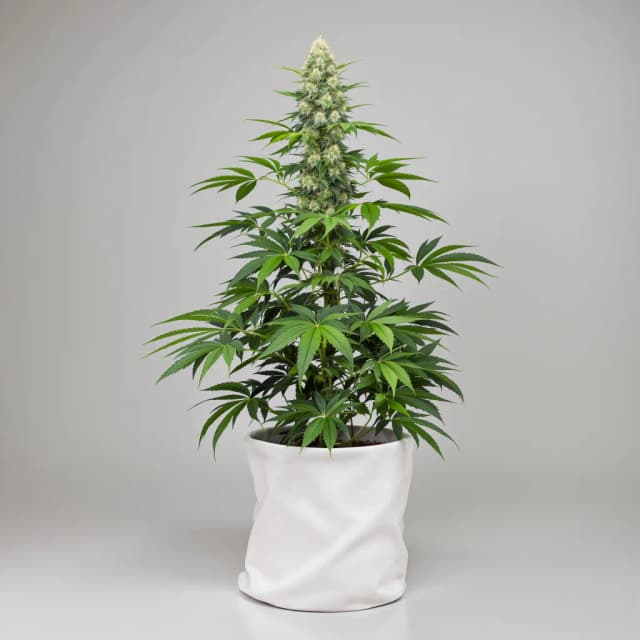 G13 Widow cannabis seeds packaging, Royal King Seeds USA