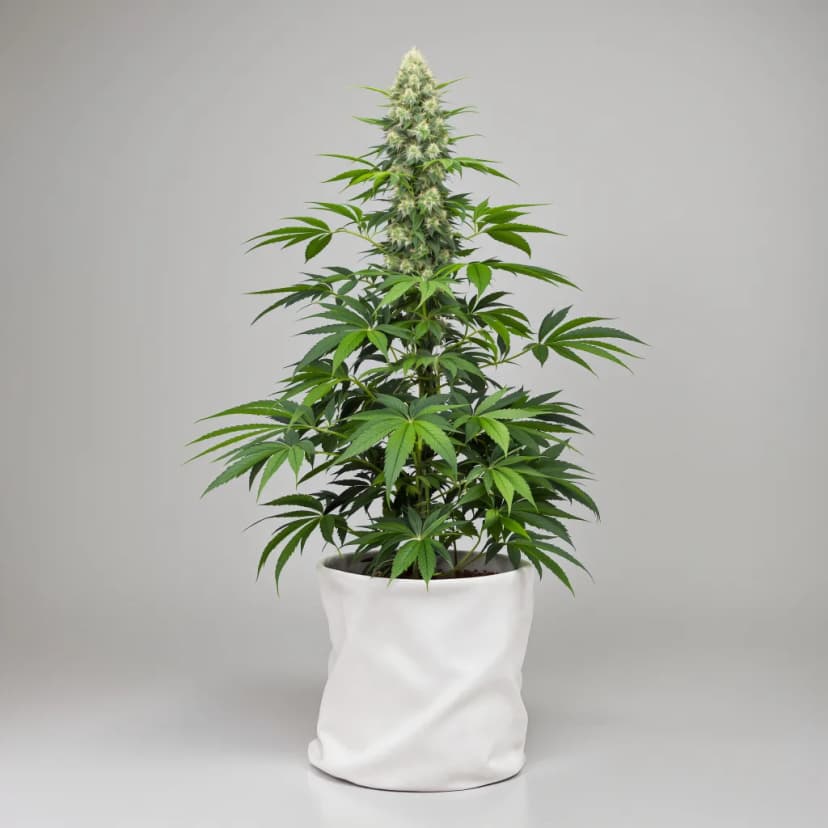 G13 Widow autoflower cannabis plant