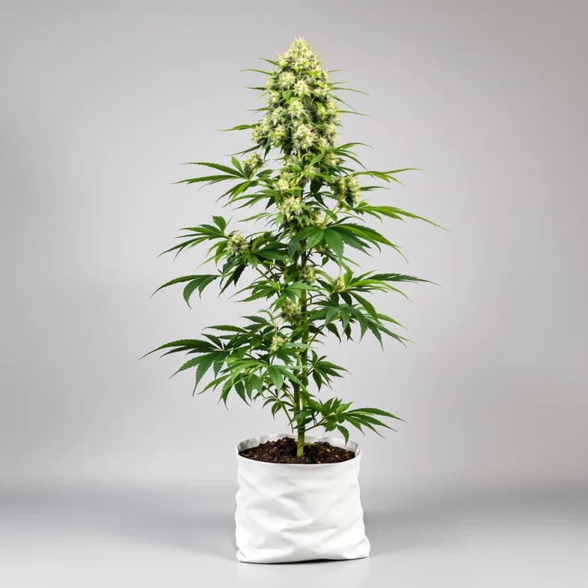 Gatekeeper OG autoflower cannabis plant