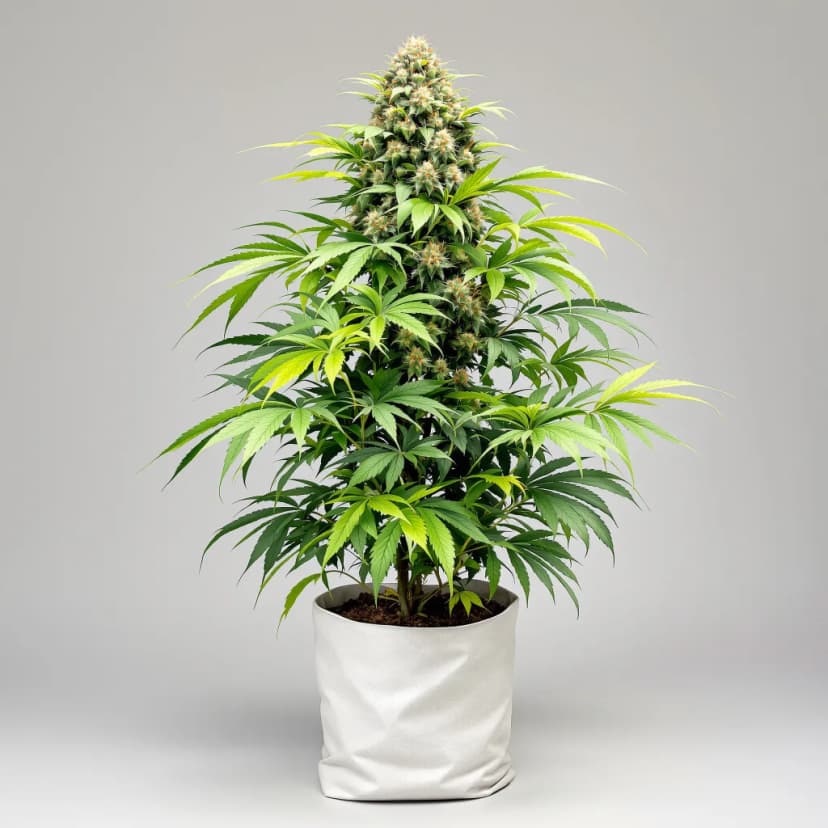 Gator Breath feminized cannabis plant