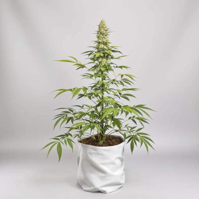 Gelato 33 cannabis seeds packaging, Royal King Seeds USA