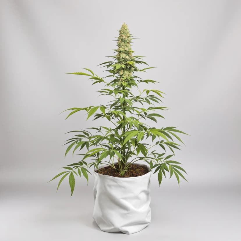 Gelato 33 autoflower cannabis plant