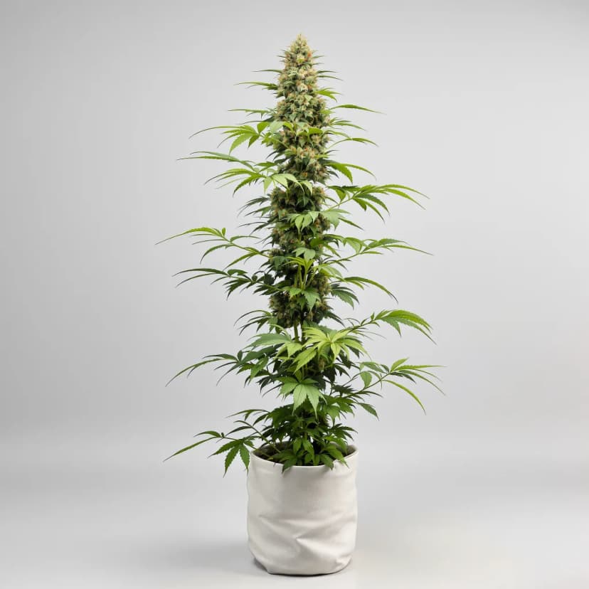 Gelato 44 feminized cannabis plant
