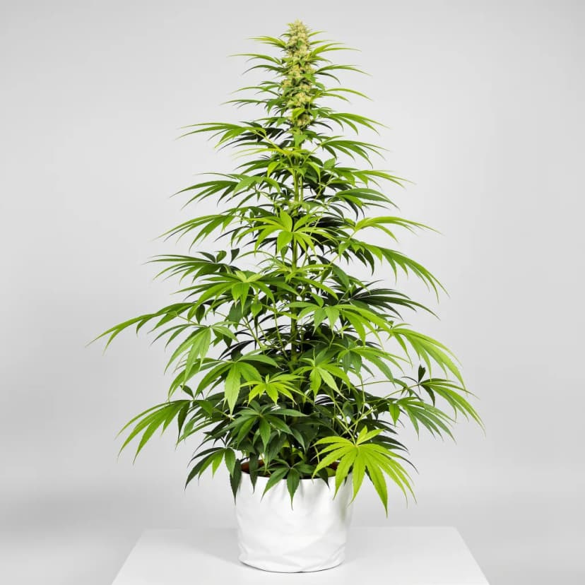 Gelato Cake autoflower cannabis plant