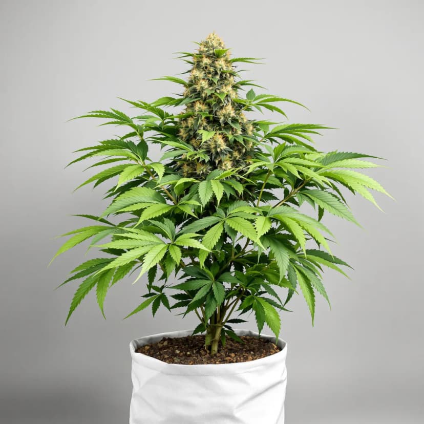 Ghost OG autoflower cannabis plant