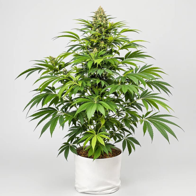 Ghost OG feminized cannabis plant
