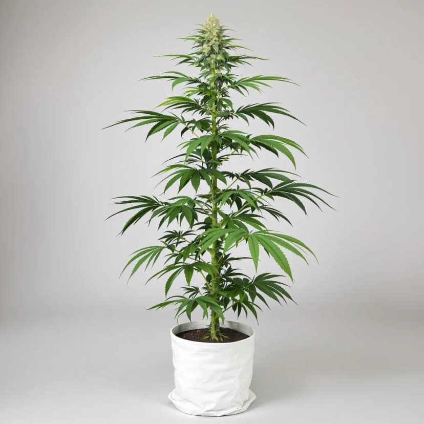Ghost Train Haze autoflower cannabis plant