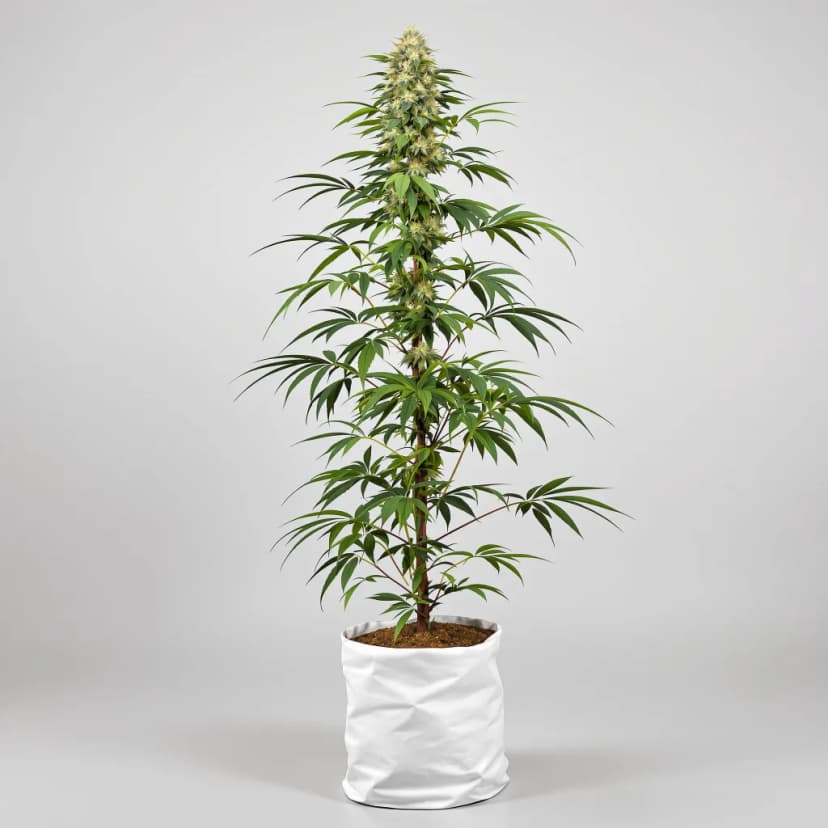 Ghost Train Haze feminized cannabis plant