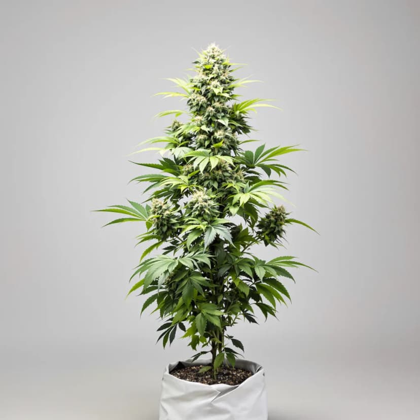 Gigabud feminized cannabis plant