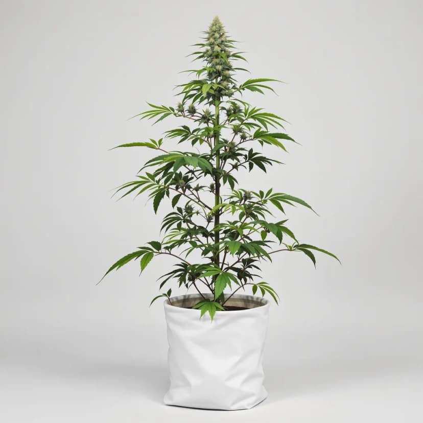 Ginger Ale feminized cannabis plant