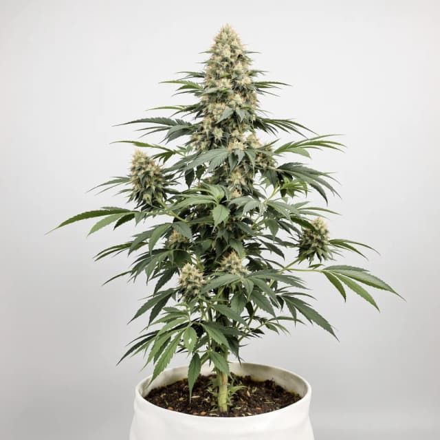 Girl Scout Cookies feminized cannabis plant