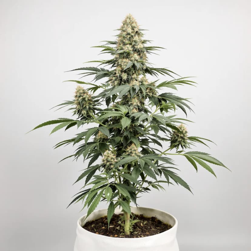 Girl Scout Cookies feminized cannabis plant