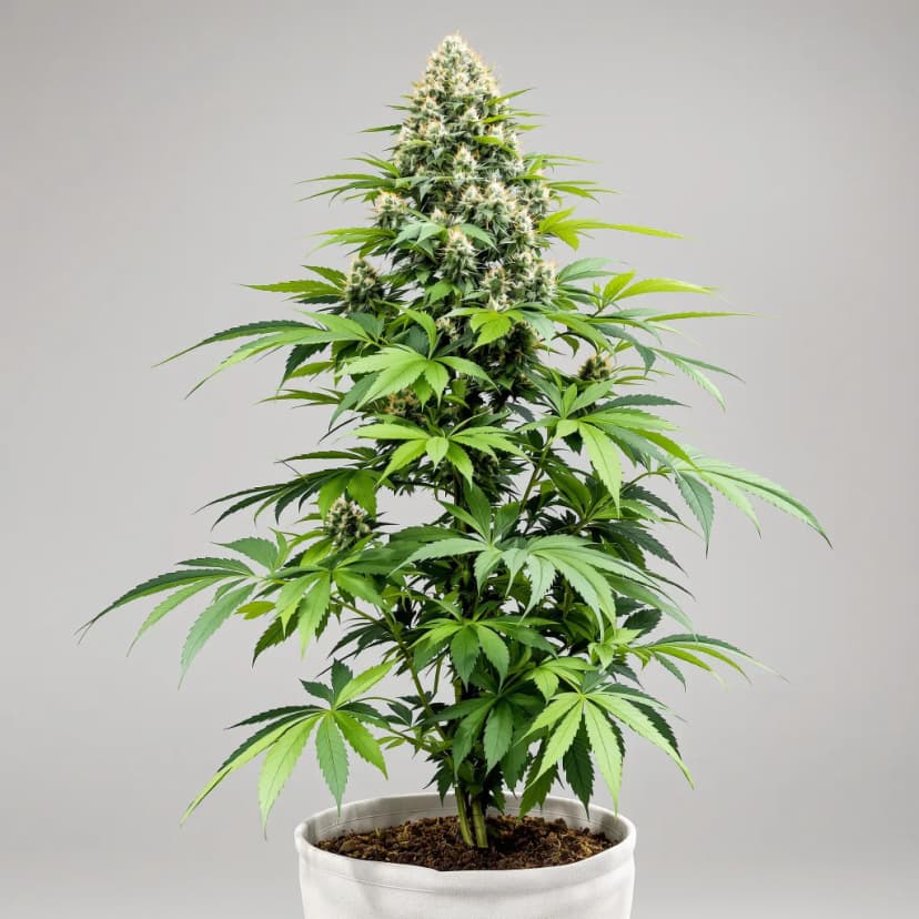Glass Apple feminized cannabis plant