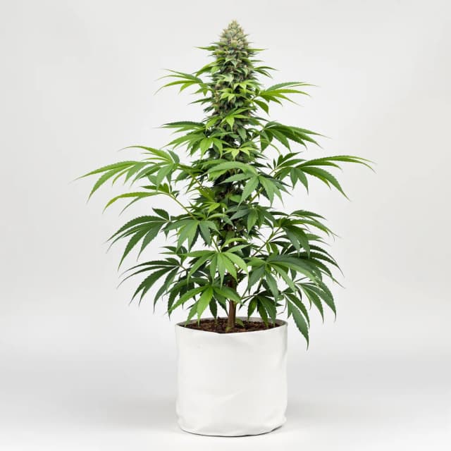 GMO Cookies feminized cannabis plant