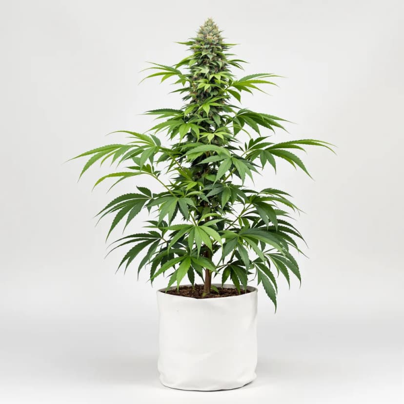 GMO Cookies feminized cannabis plant
