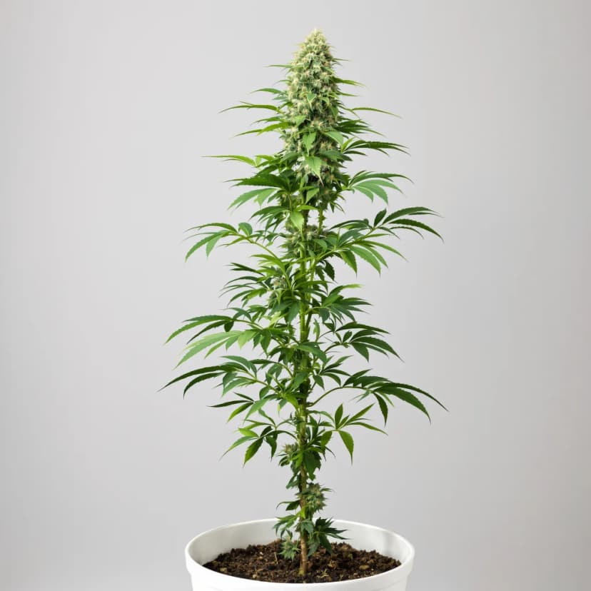 Goat Milk feminized cannabis plant