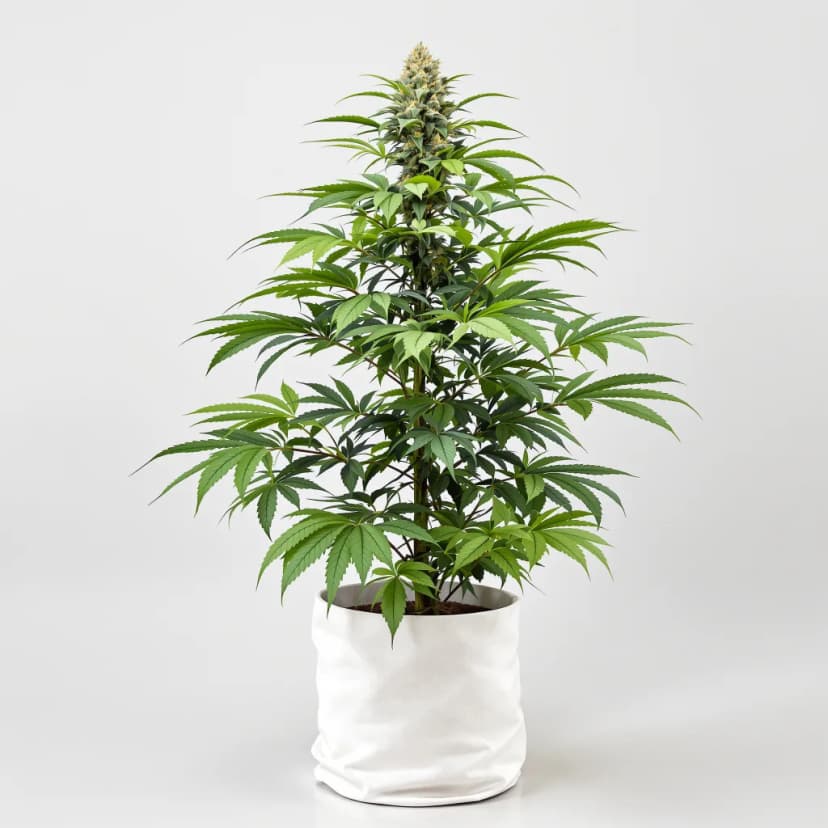 Goatlato autoflower cannabis plant