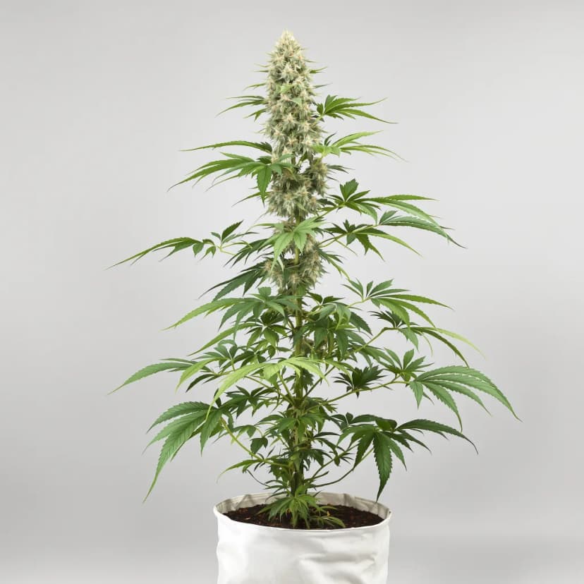 Gobbstopper feminized cannabis plant