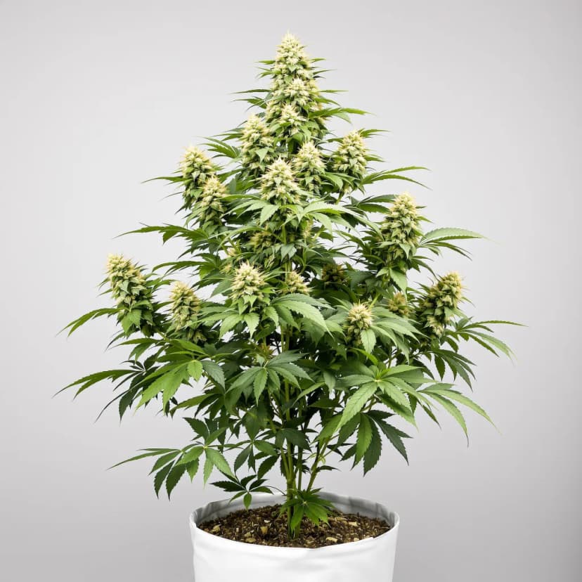 God Bud feminized cannabis plant