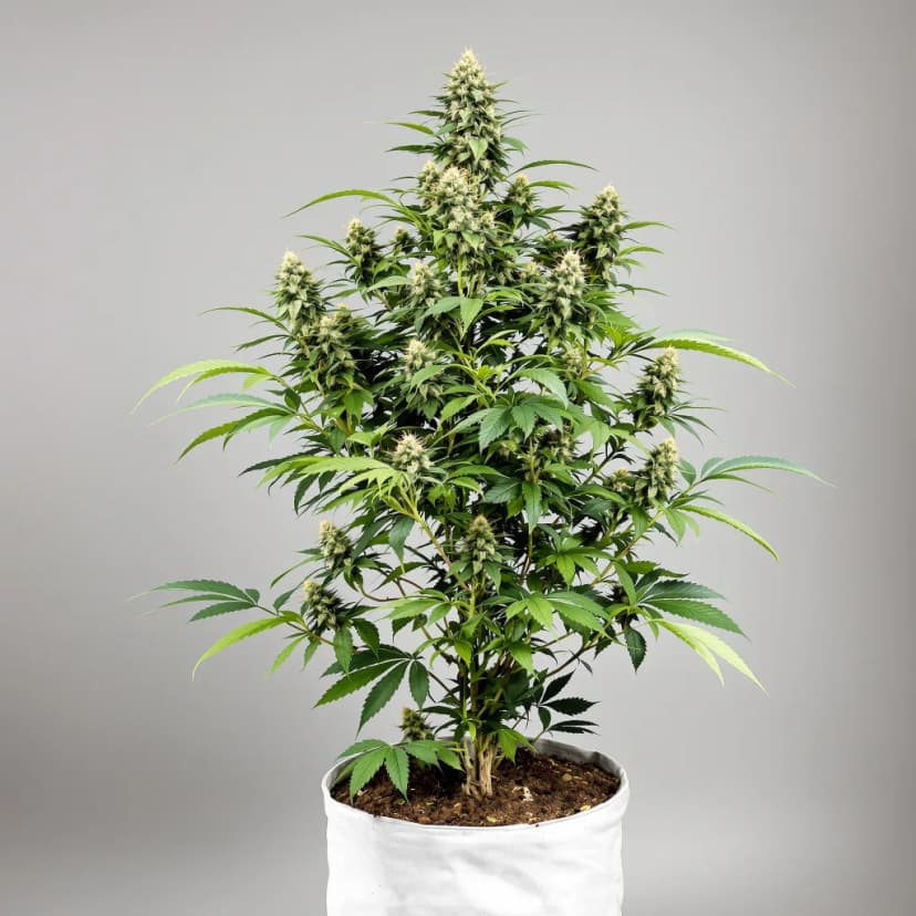 God's Green Crack autoflower cannabis plant