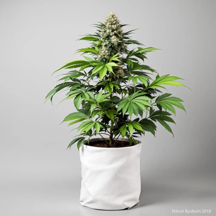 Godberry feminized cannabis plant