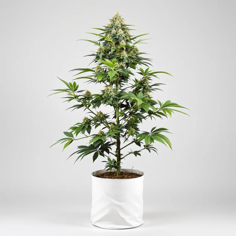Godfather OG feminized cannabis plant