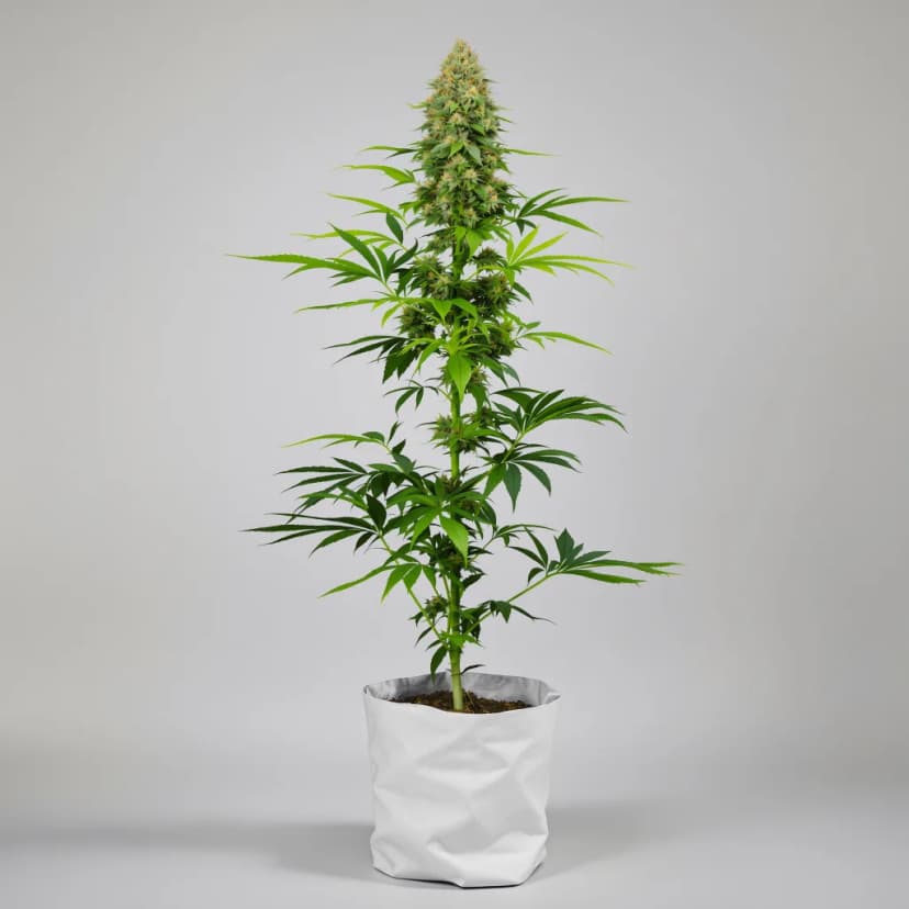 Godfather Purple Kush feminized cannabis plant