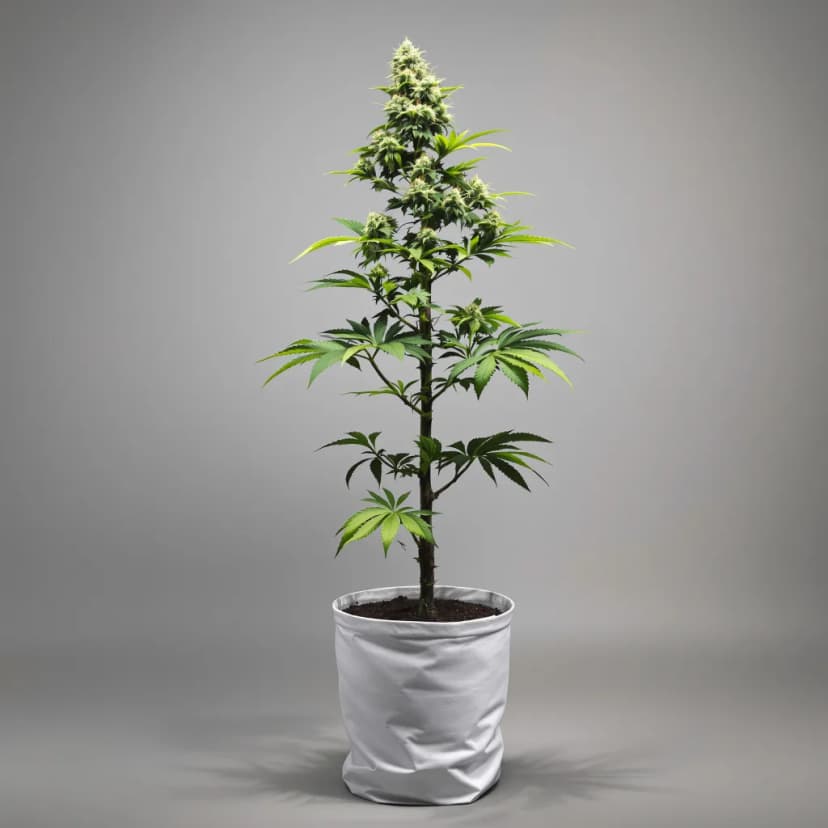 Godzilla Cookies autoflower cannabis plant