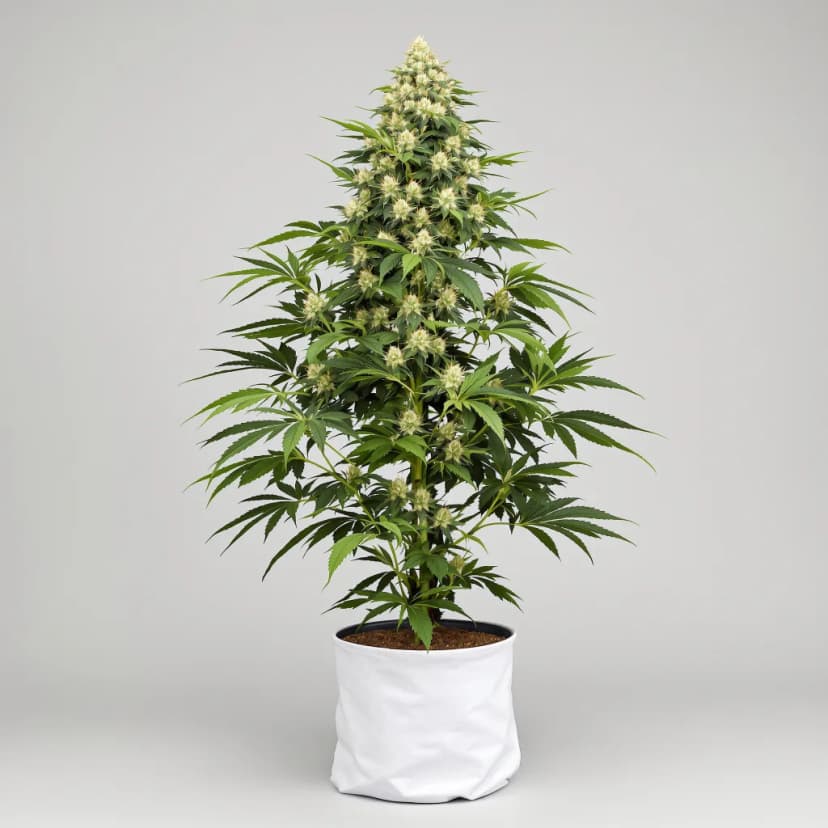 Godzilla Cookies feminized cannabis plant