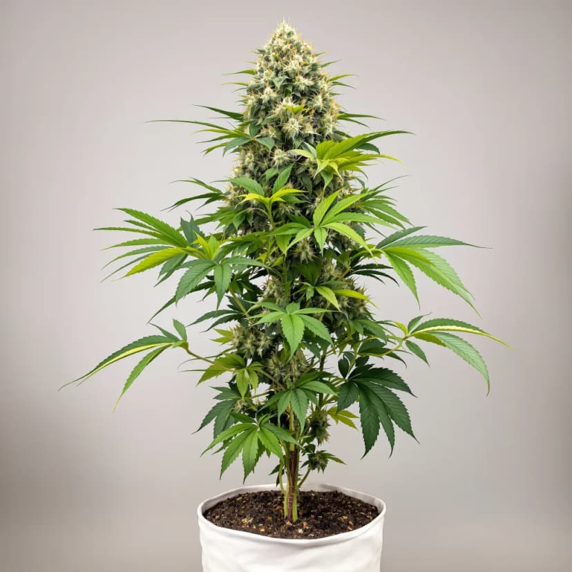 Godzilla feminized cannabis plant
