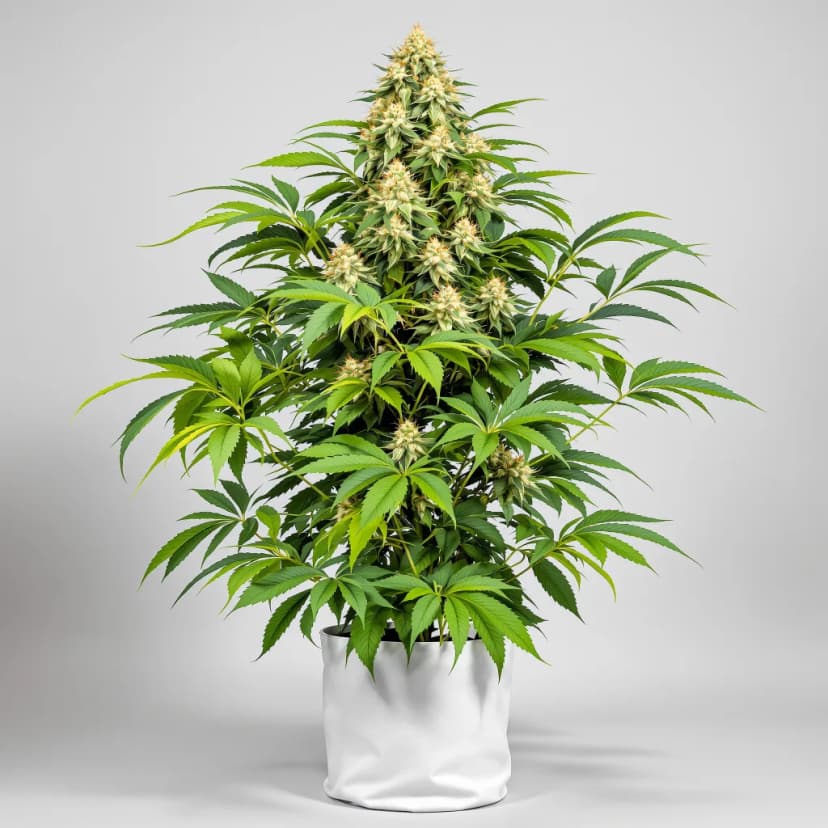 Goji OG Haze feminized cannabis plant