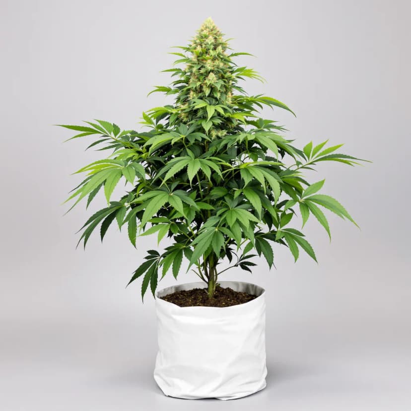 Gold Leaf feminized cannabis plant
