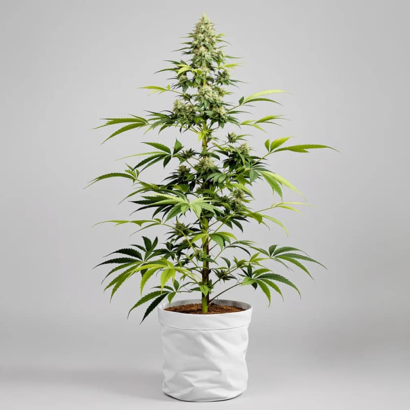 Golden Nugget autoflower cannabis plant