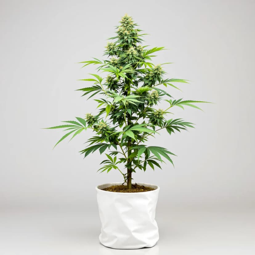 Golden Pineapple feminized cannabis plant