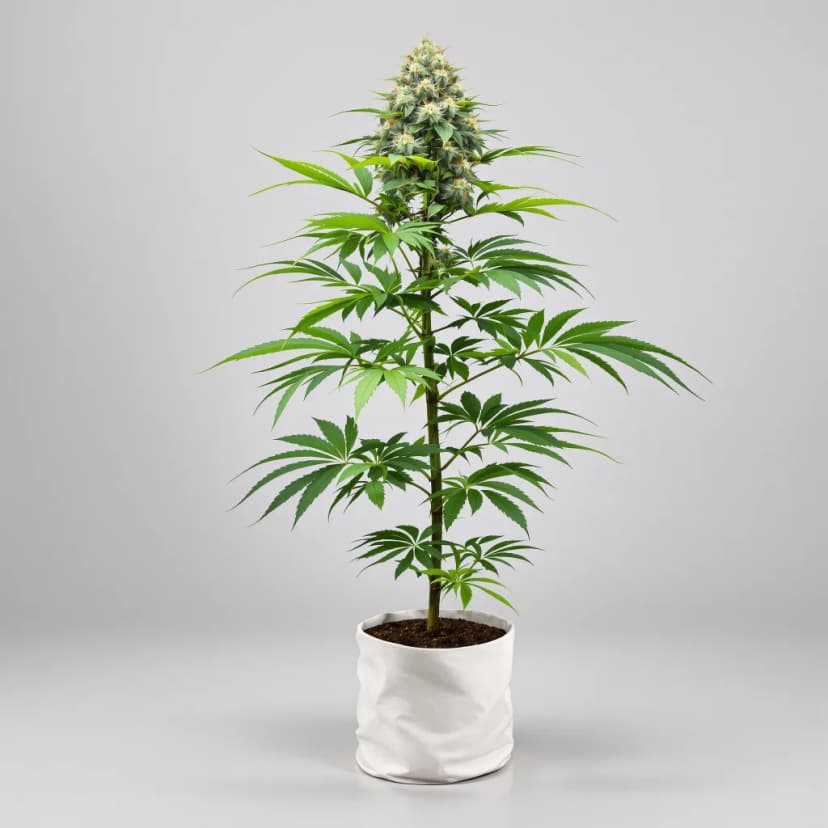 Goo feminized cannabis plant
