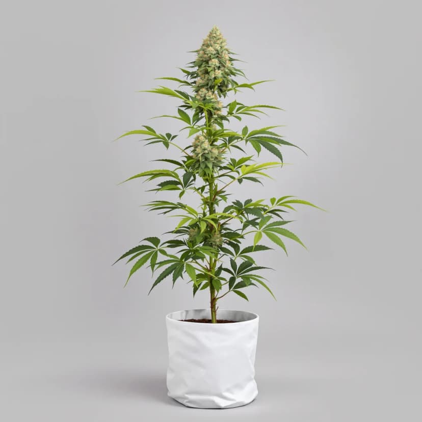 Gorilla Glue autoflower cannabis plant