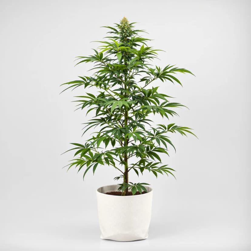 Gorilla Glue feminized cannabis plant