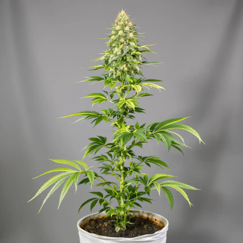 Gorilla Nut feminized cannabis plant