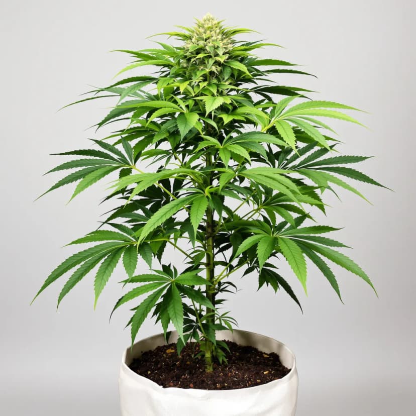 Grand Hindu feminized cannabis plant